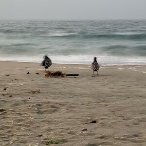 Meet your Posher, Bridget